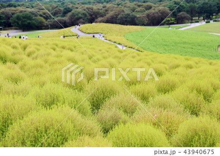 コキア　ひたち海浜公園　９月２０頃撮影 43940675