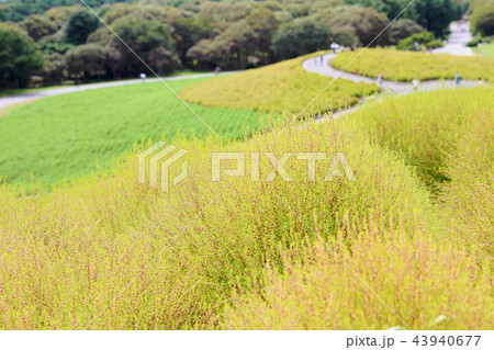 コキア ひたち海浜公園 9月20頃撮影 コキア ひたち海浜公園 9月20頃撮影 43940677
