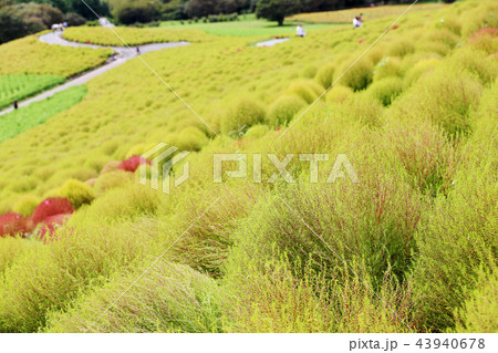 コキア　ひたち海浜公園　９月２０頃撮影 43940678