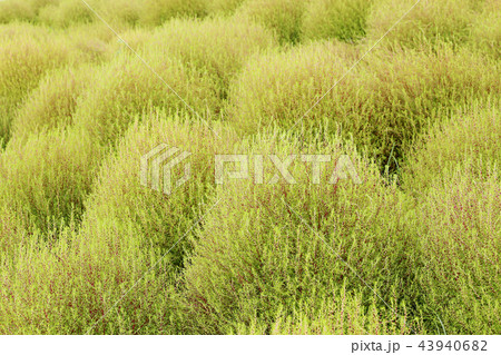 コキア ひたち海浜公園 9月20頃撮影 コキア ひたち海浜公園 9月20頃撮影 43940682