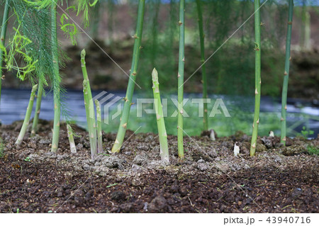 畑のアスパラガスの写真素材 [43940716] - PIXTA