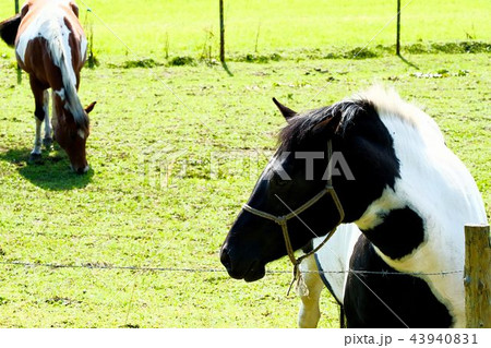二頭の馬 二頭の馬 43940831