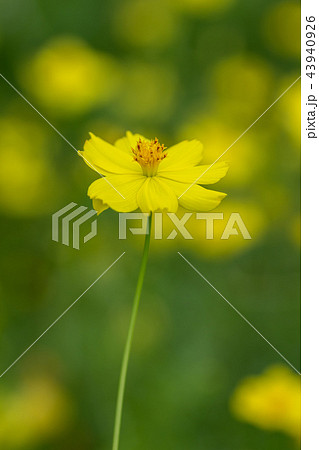 黄色い秋の花キバナコスモスが咲いていました 黄色い秋の花キバナコスモスが咲いていました 43940926