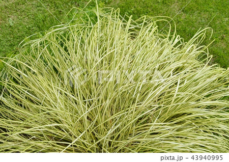 ベアグラス 43940995