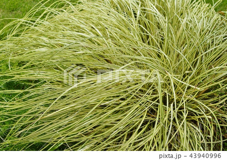 ベアグラス 43940996