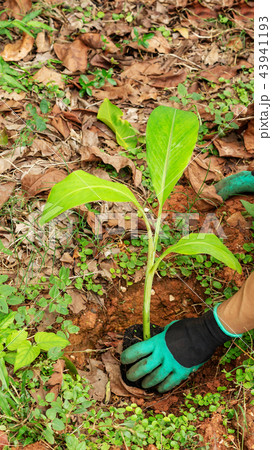 Man planting a Pisang Awak banana in an orchard. Man planting a Pisang Awak banana in an orchard. 43941193