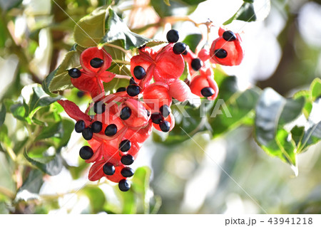 ゴンズイの実とタネ 43941218