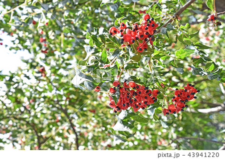 ゴンズイの実とタネ 43941220