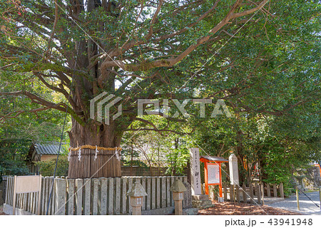 熊野速玉大社　御神木 43941948