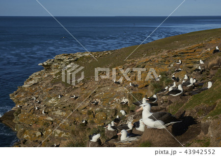 Black-browed Albatross nesting Black-browed Albatross nesting 43942552