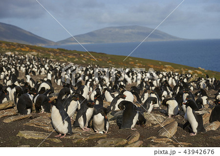 Rockhopper Penguin Colony Rockhopper Penguin Colony 43942676