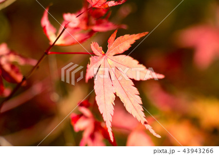 紅葉の葉 43943266