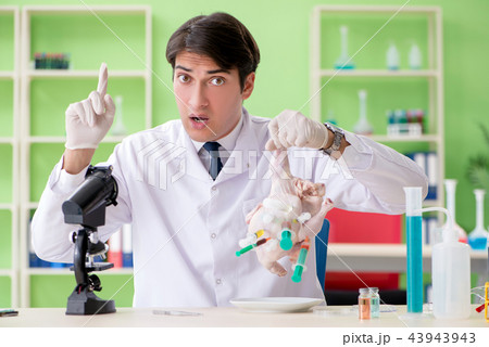 Lab assistant testing GMO chicken Lab assistant testing GMO chicken 43943943