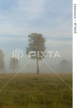Natural landscape early morning before sunrise 43944063