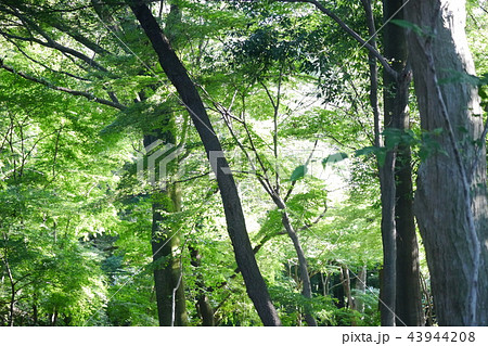 森の中 43944208