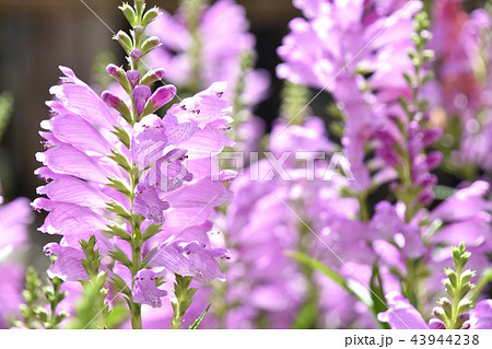 ハナトラノオ（花虎の尾） 43944238