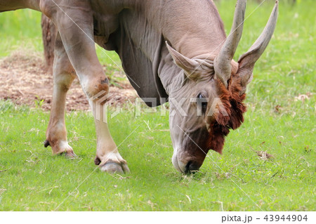 エランド 43944904