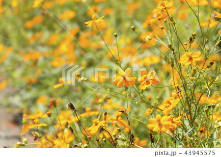 黄花コスモスの花 黄花コスモスの花 43945575