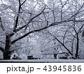 雪の花が満開 43945836