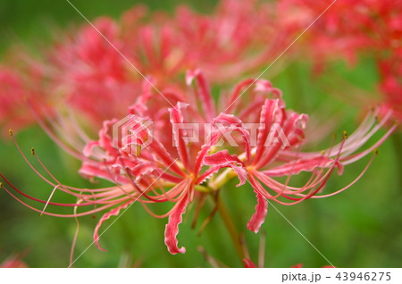 リコリス　さつま美人　曼珠沙華　彼岸花 43946275