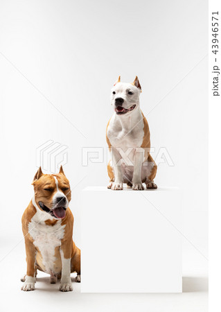Red and white dog downs at white background Red and white dog downs at white background 43946571