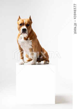 Red and white dog downs at white background Red and white dog downs at white background 43946577