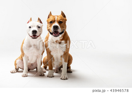 Red and white dog downs at white background Red and white dog downs at white background 43946578