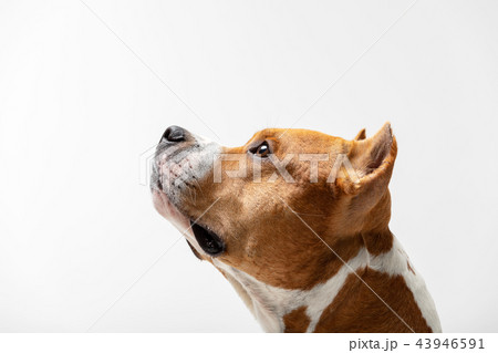 Red and white dog downs at white background 43946591
