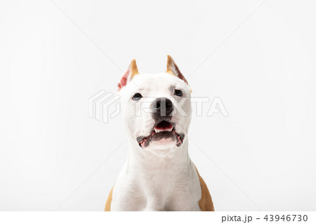 Red and white dog downs at white background 43946730