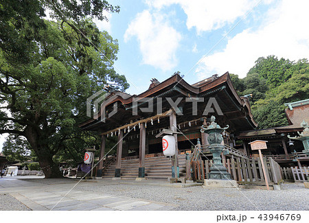 金刀比羅宮「御本宮」(御神木、拝殿、神饌殿) 金刀比羅宮「御本宮」(御神木、拝殿、神饌殿) 43946769