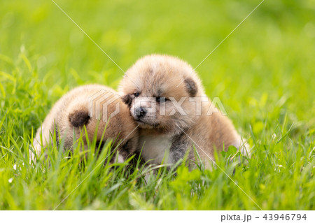 Red japanese akita puppies walks outdoor at park 43946794