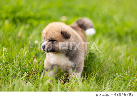 Red japanese akita puppy walks outdoor at park 43946795