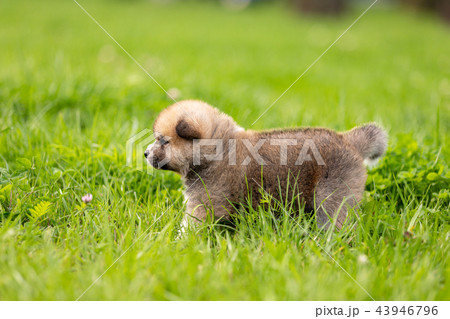 Red japanese akita puppy walks outdoor at park 43946796