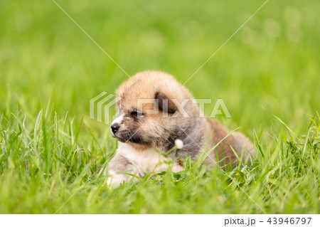 Red japanese akita puppy walks outdoor at park 43946797