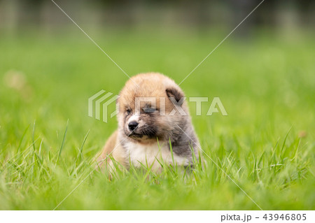 Red japanese akita puppy walks outdoor at park 43946805