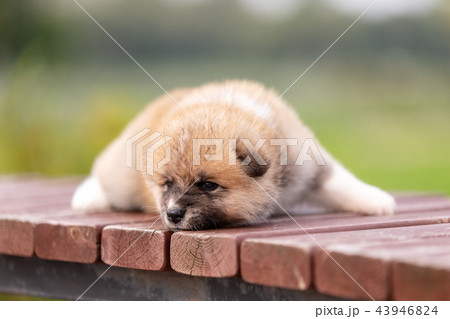 Red japanese akita puppy walks outdoor at park 43946824