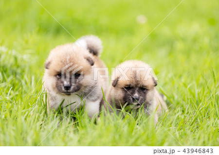 Red japanese akita puppies walks outdoor at park 43946843
