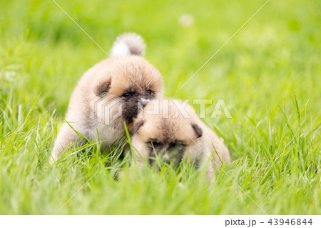 Red japanese akita puppies walks outdoor at park 43946844