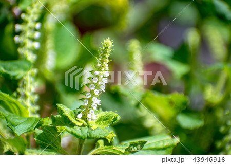 青じその可憐な花の写真素材