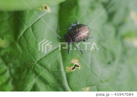 ハッカハムシ 43947084