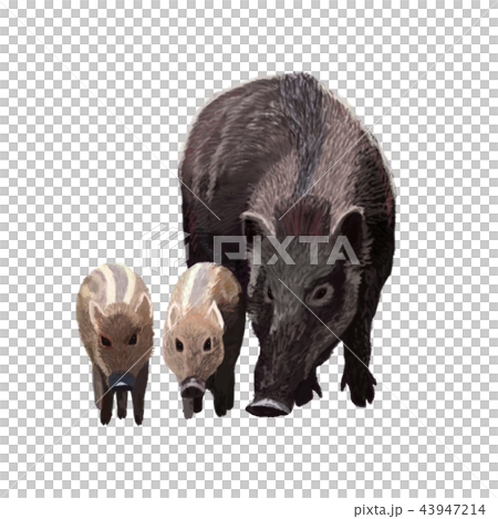 Japanese boar - Stock Illustration [43947214] - PIXTA