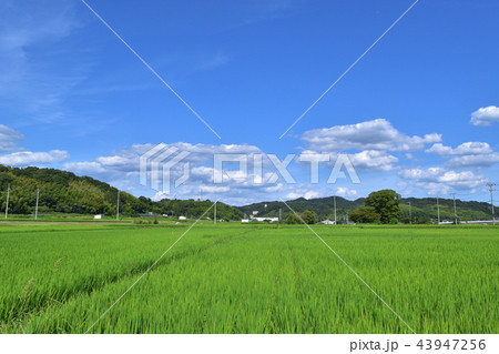 水田と高麗寺跡 43947256
