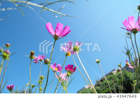 平瀬川に咲くコスモス 43947649