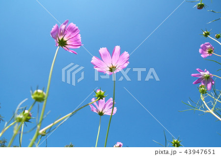 平瀬川に咲くコスモス 43947651