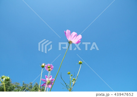 平瀬川に咲くコスモス 43947652
