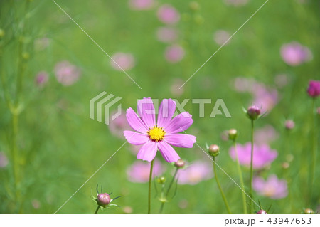 平瀬川に咲くコスモス 43947653