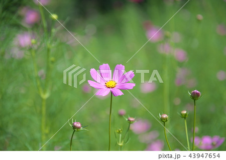 平瀬川に咲くコスモス 43947654