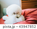 お昼寝中のトイプードル 43947852