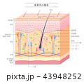 Structure in the skin_Japanese notation 43948252