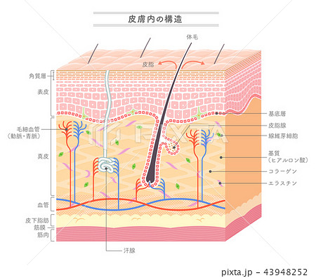 Structure In The Skin Japanese Notationのイラスト素材